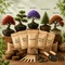 Gentle Bloom Bonsai Starter Kit
