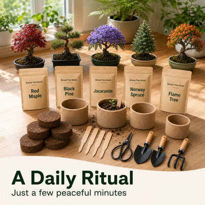 Gentle Bloom Bonsai Starter Kit